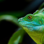 Interesting to Know: Secret Life of Lizards